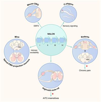 Role of sodium leak channel (NALCN) in sensation and pain: an overview